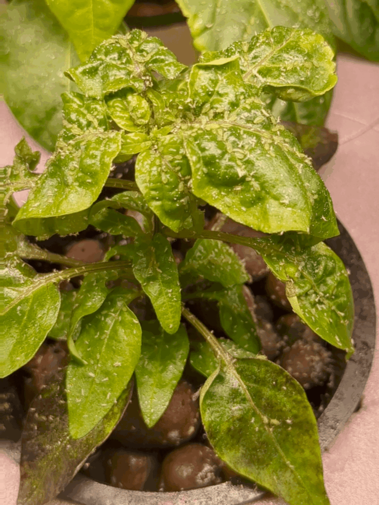 What nightmares are made of.