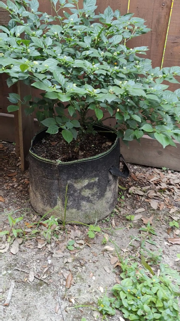 This is my prettiest plant right now. Aji charapita