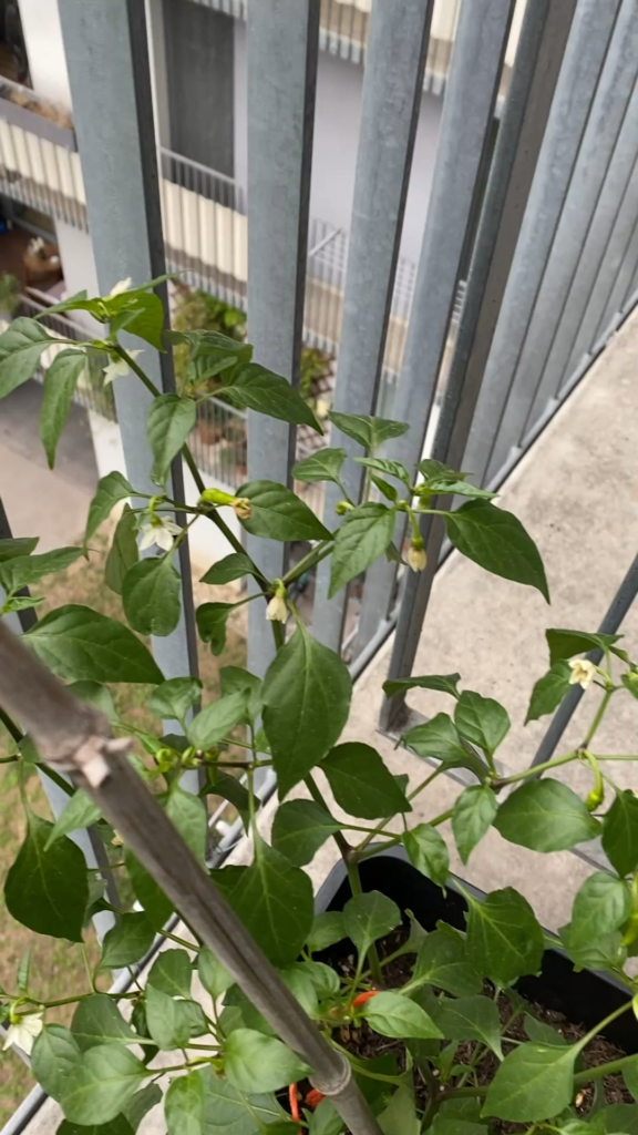 My fellow friend helping me pollinate🤝