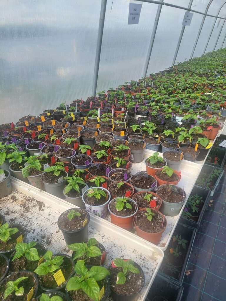 Went to a gardening store with a ton of different hot peppers