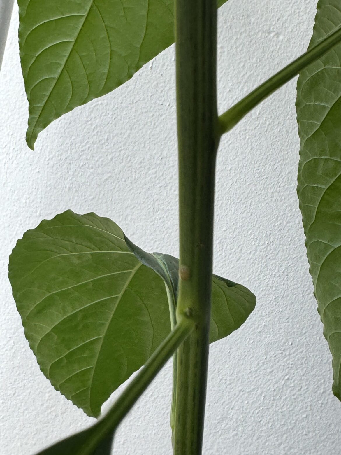 Strange lump on stem