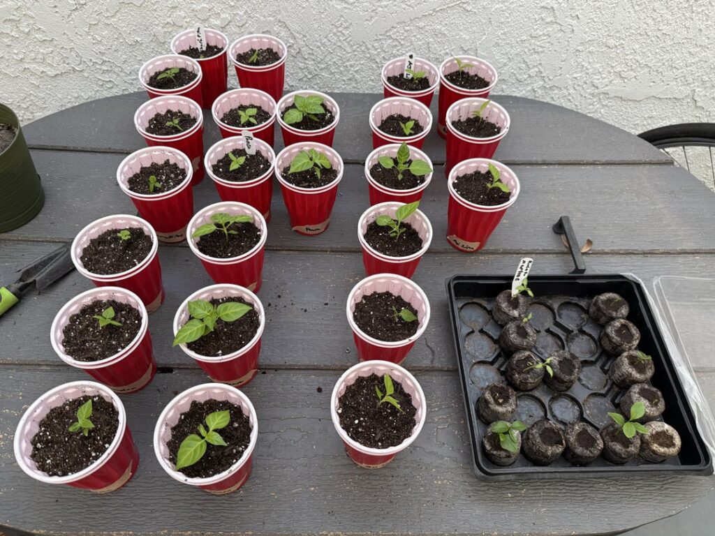 30 days ago - Present