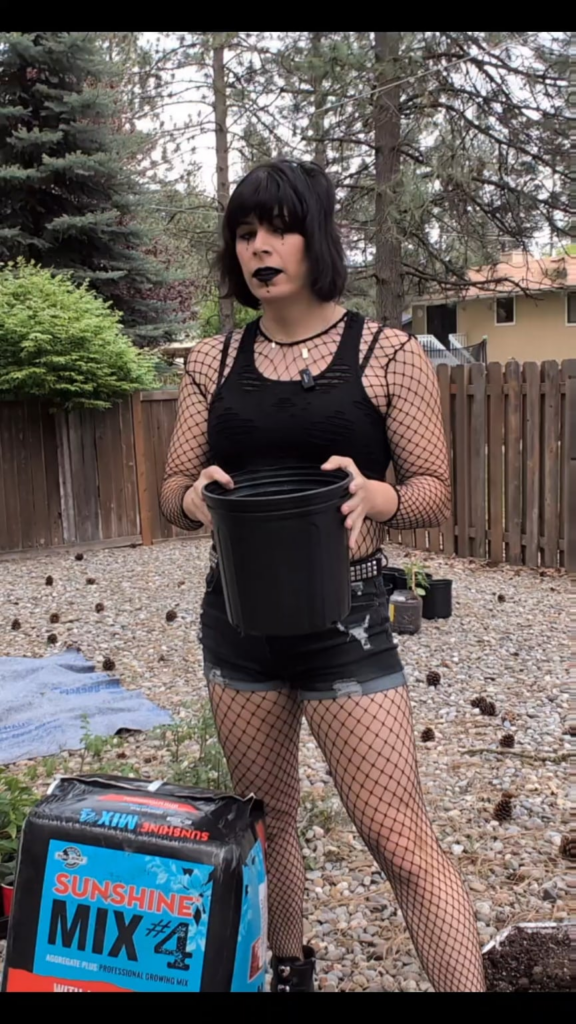 transplanting peppers outside