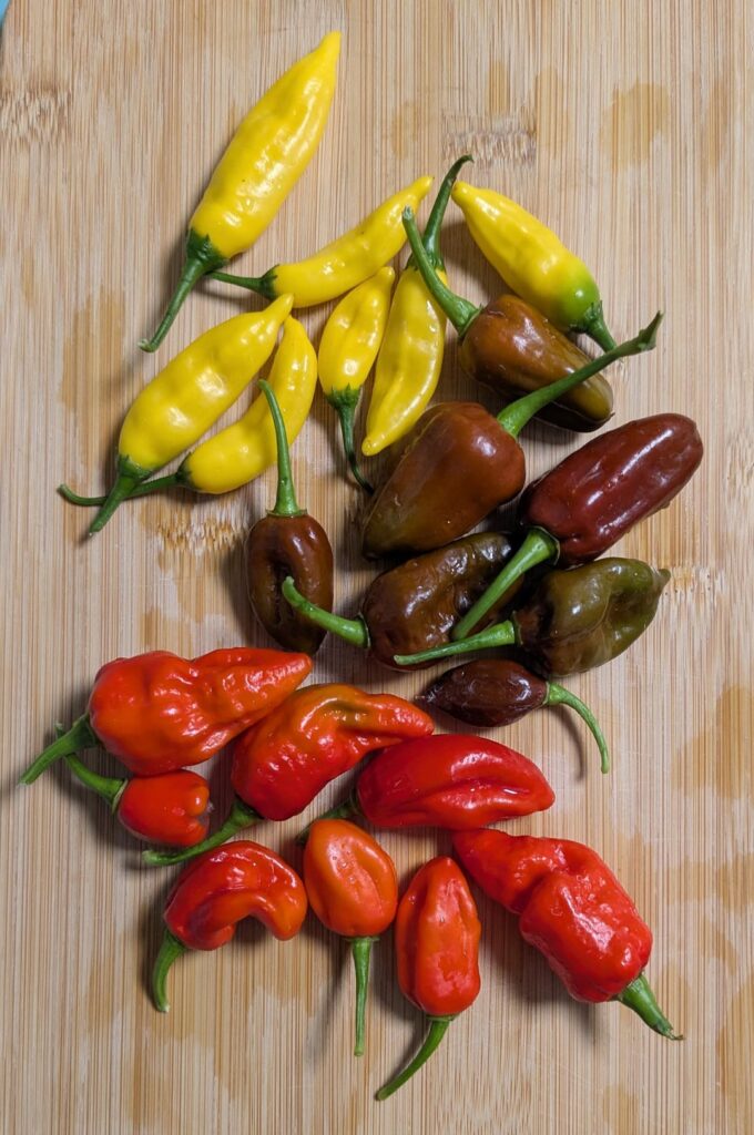 Today's pepper harvest