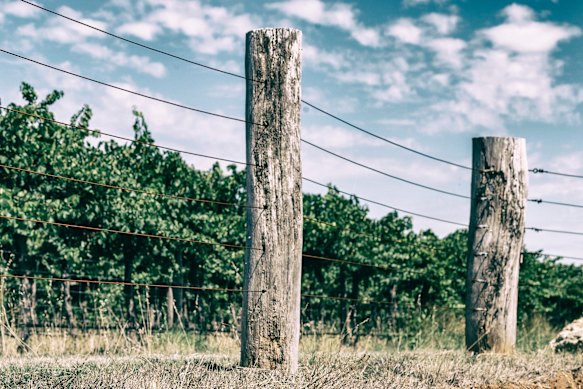 Wynns Coonawarra Estate, Coonawarra, SA.
