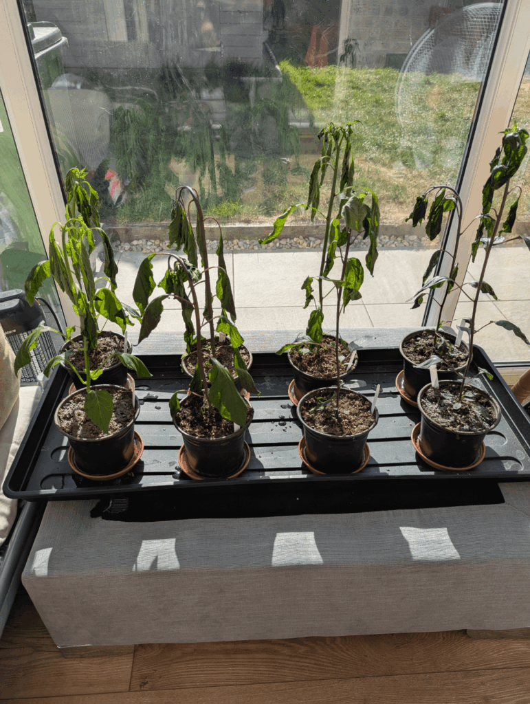 UPDATE: Peppers left in hot conservatory.