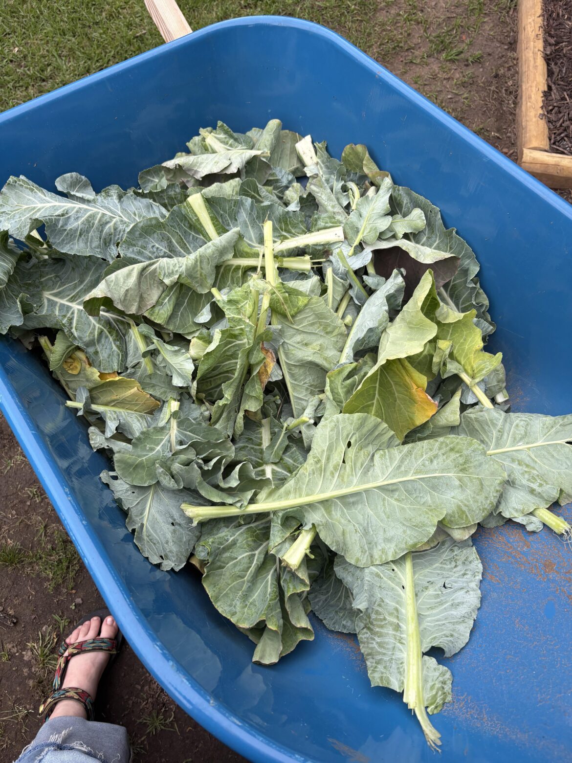 Use for this many cauliflower leaves?!