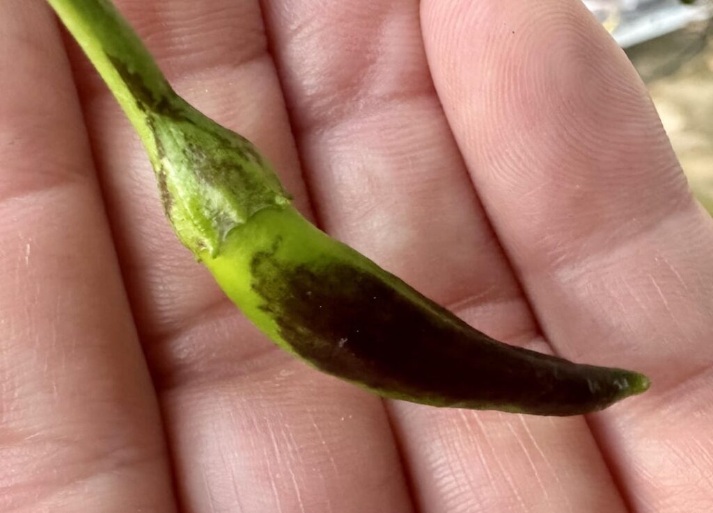 Purple UFO x ??? hybrid