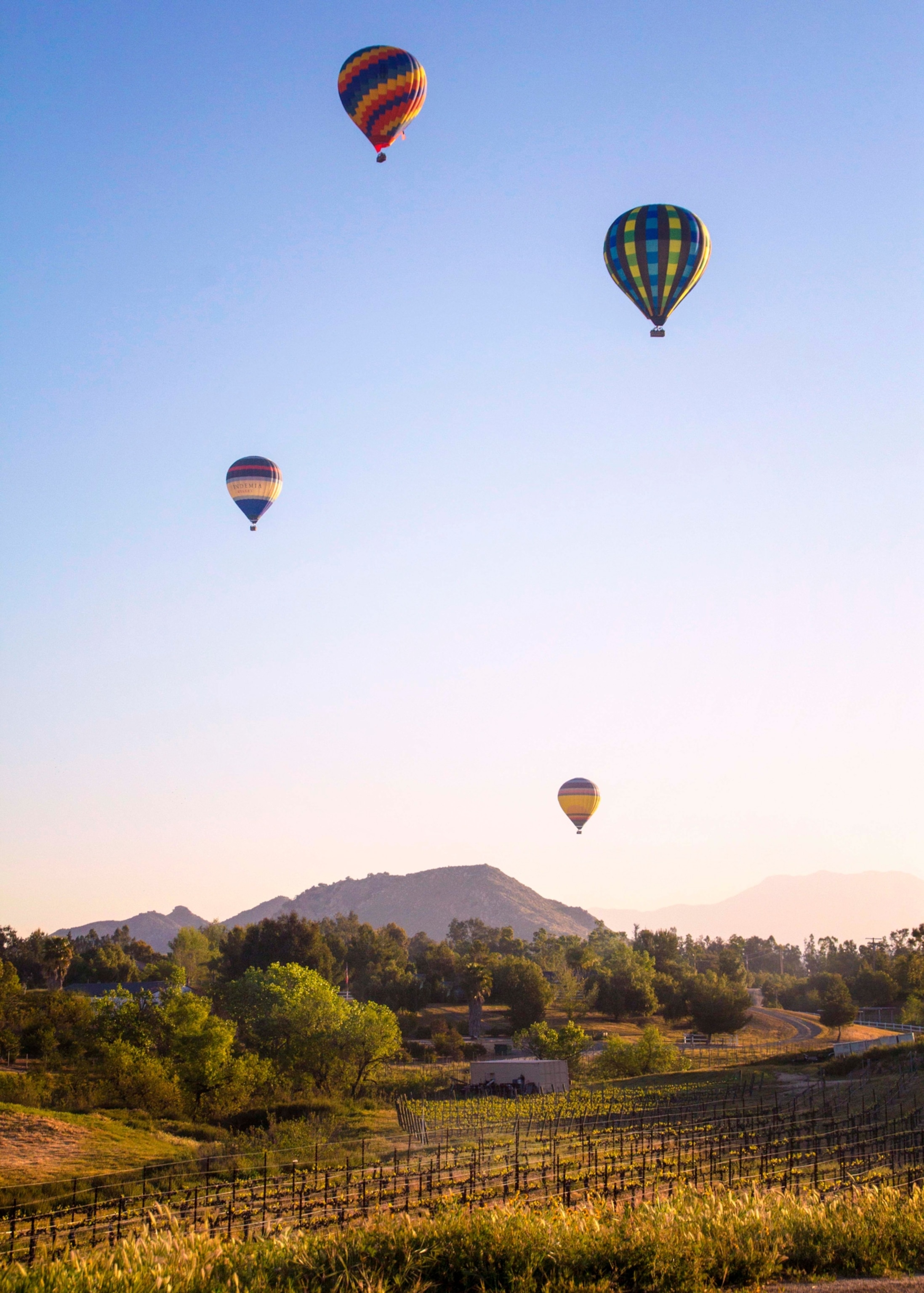 Hot air balloons during sunset over fields of vineyards