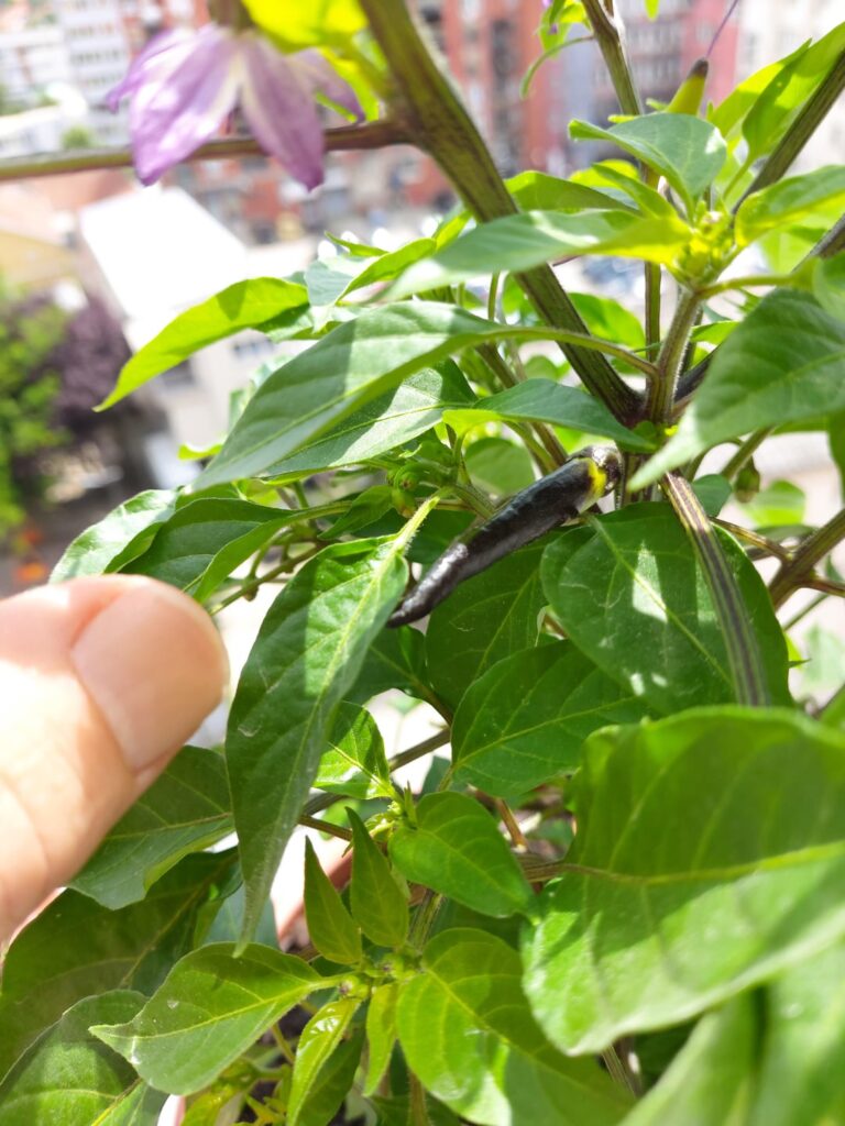 Why is my Buena Mulata pepper black?