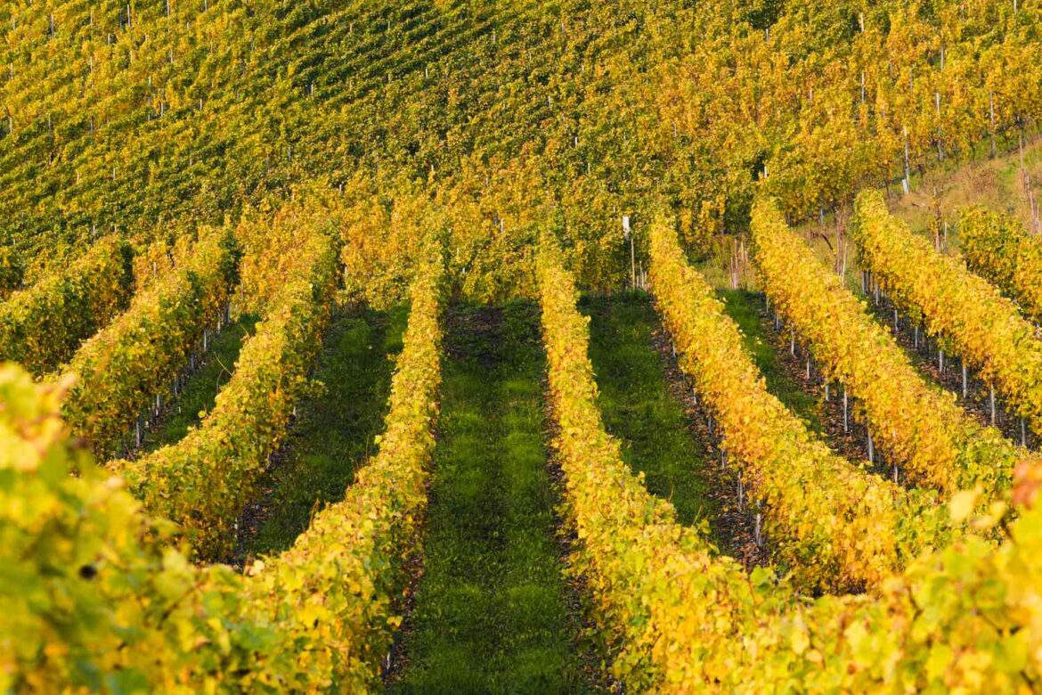 Wine Festivals in Germany