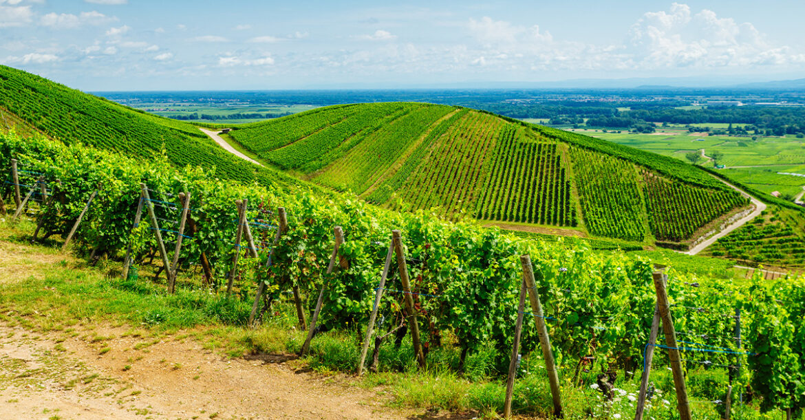 3 of the Best French Wine Regions for Budget Buys