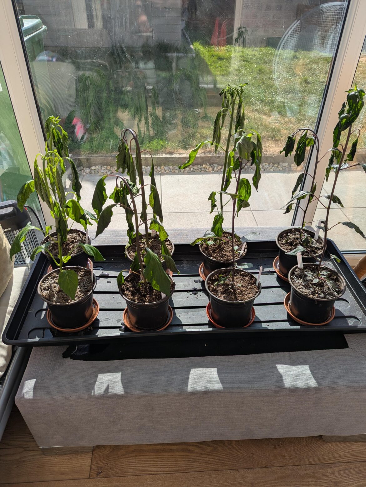 Any hope for over heated plants?