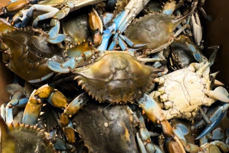 What’s the most humane way to cook a crab? What’s the most humane way to cook a crab?
