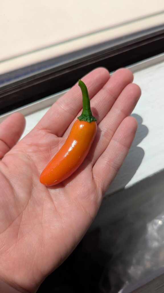 I just grew (and ate) my first pepper!