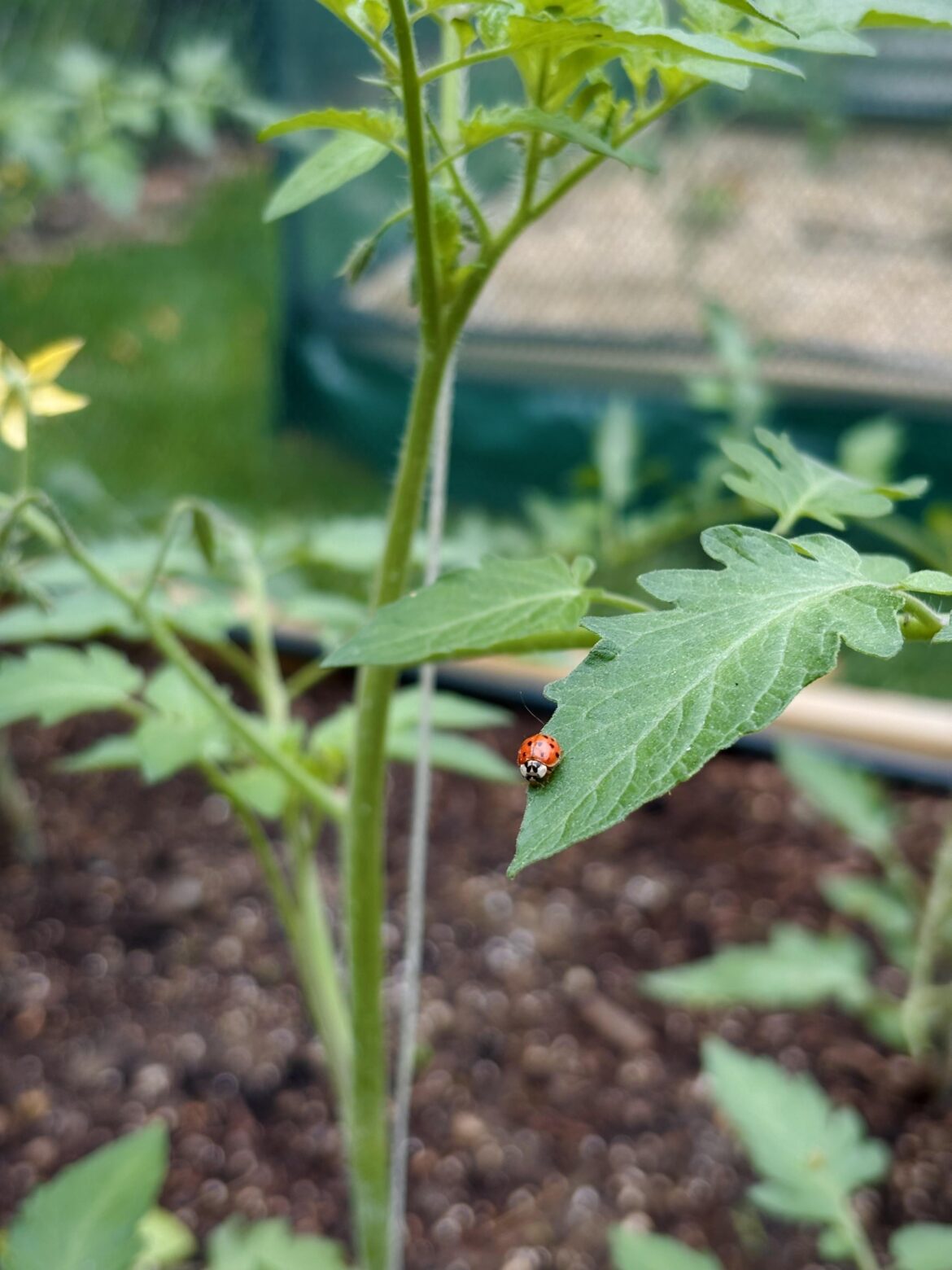 If you plant it they will come.