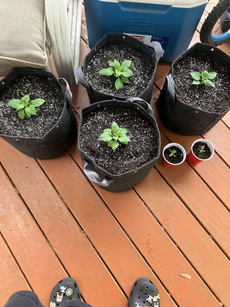 Up potted my first ever super hots