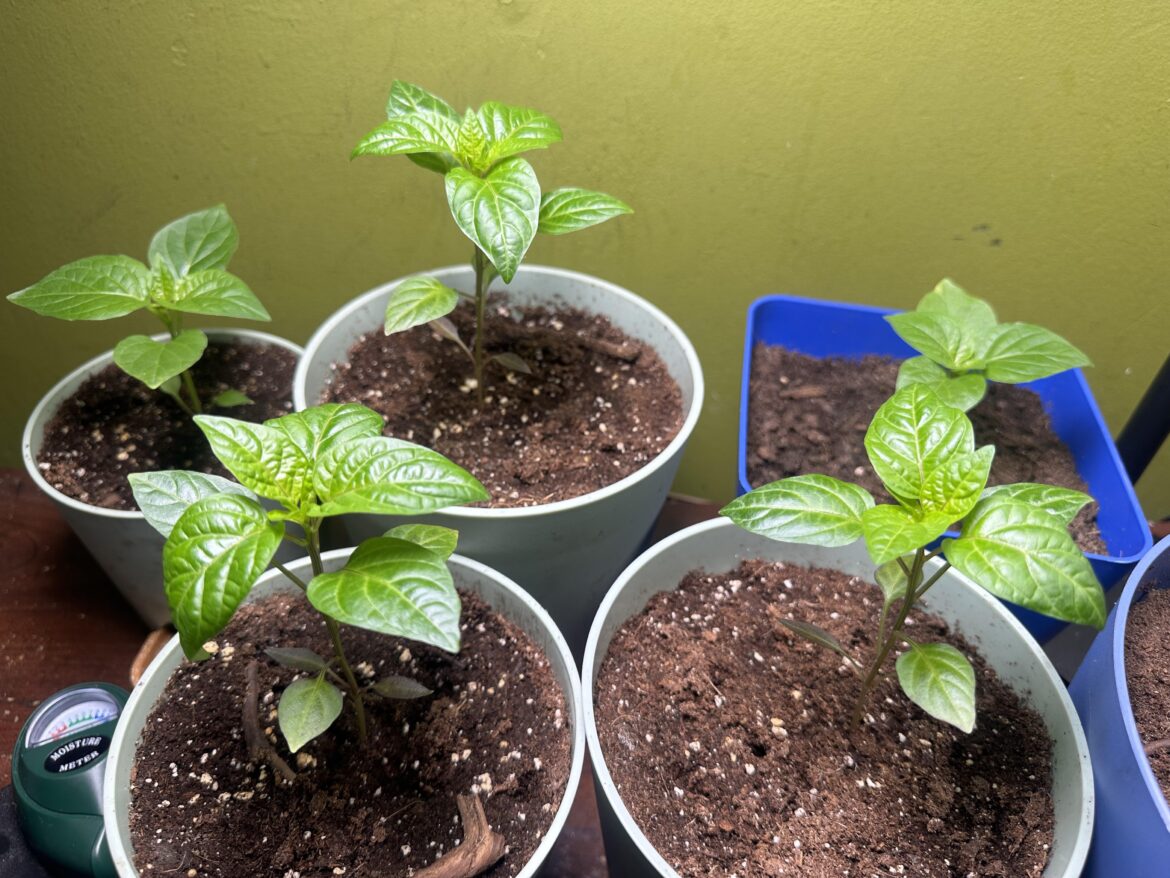How is my indoor peppers looking so far