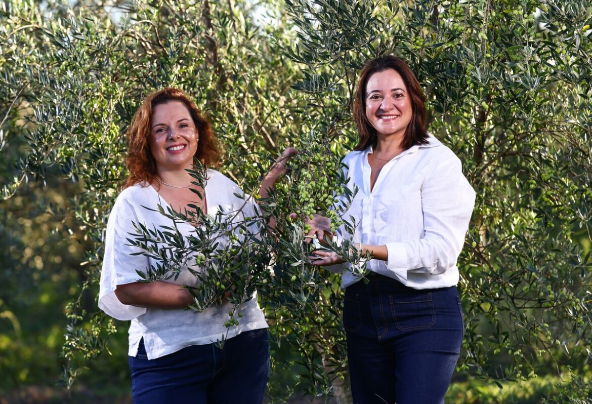 How Brazilian olive oil producers are navigating crop collapse | Agribusiness