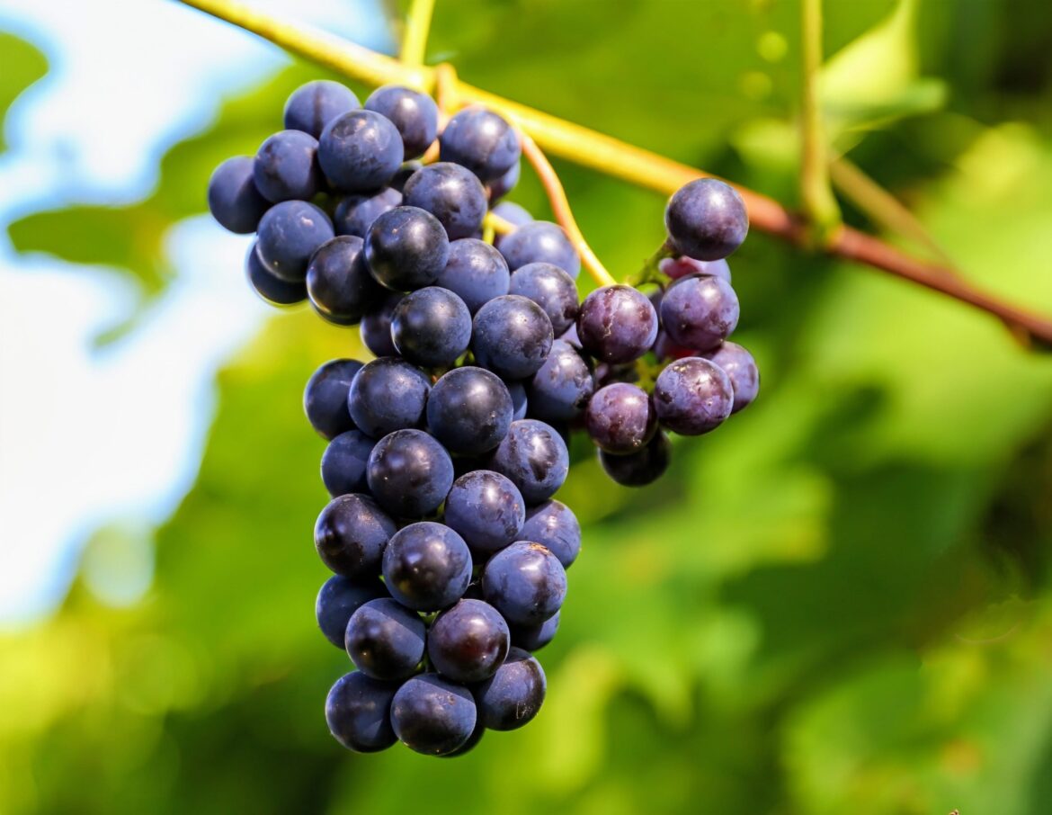 Wines may develop new tastes as climate patterns change