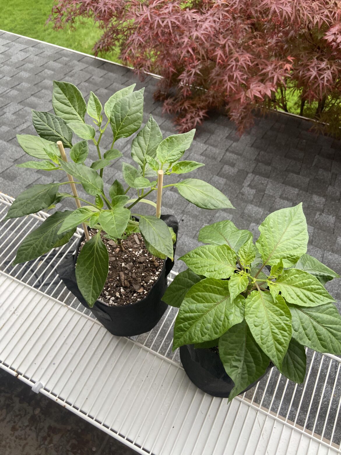 What are you most excited to harvest this season? Mine would be white ghost w strain and zebrange :)