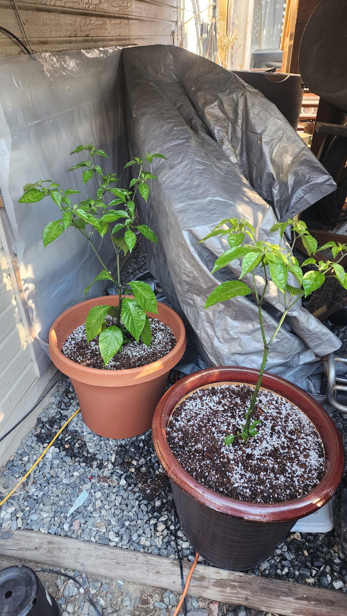 My 2 carolina reapers, started from seed.