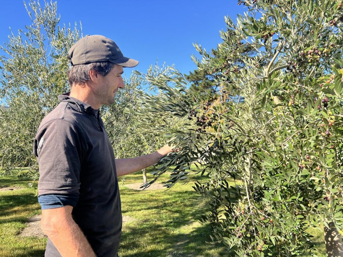 Olive harvest promises plenty after fine weather