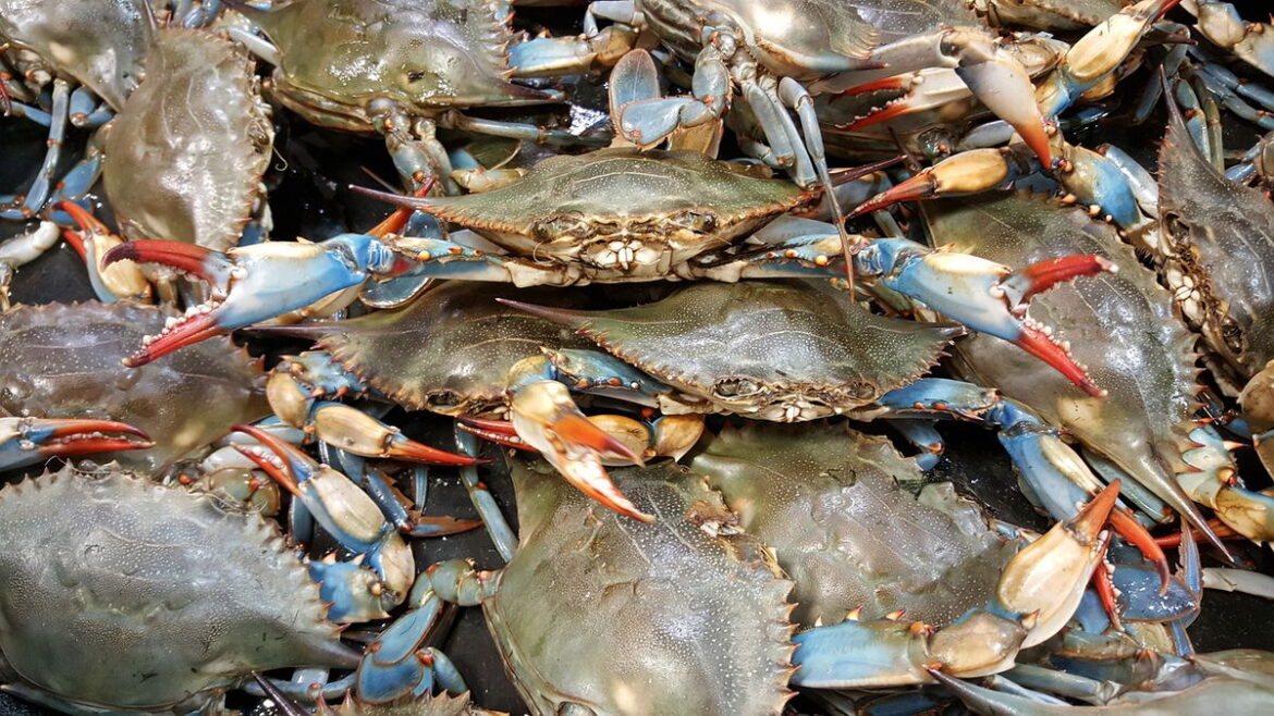 Fight against blue crab sees Italian menu change « Euro Weekly News