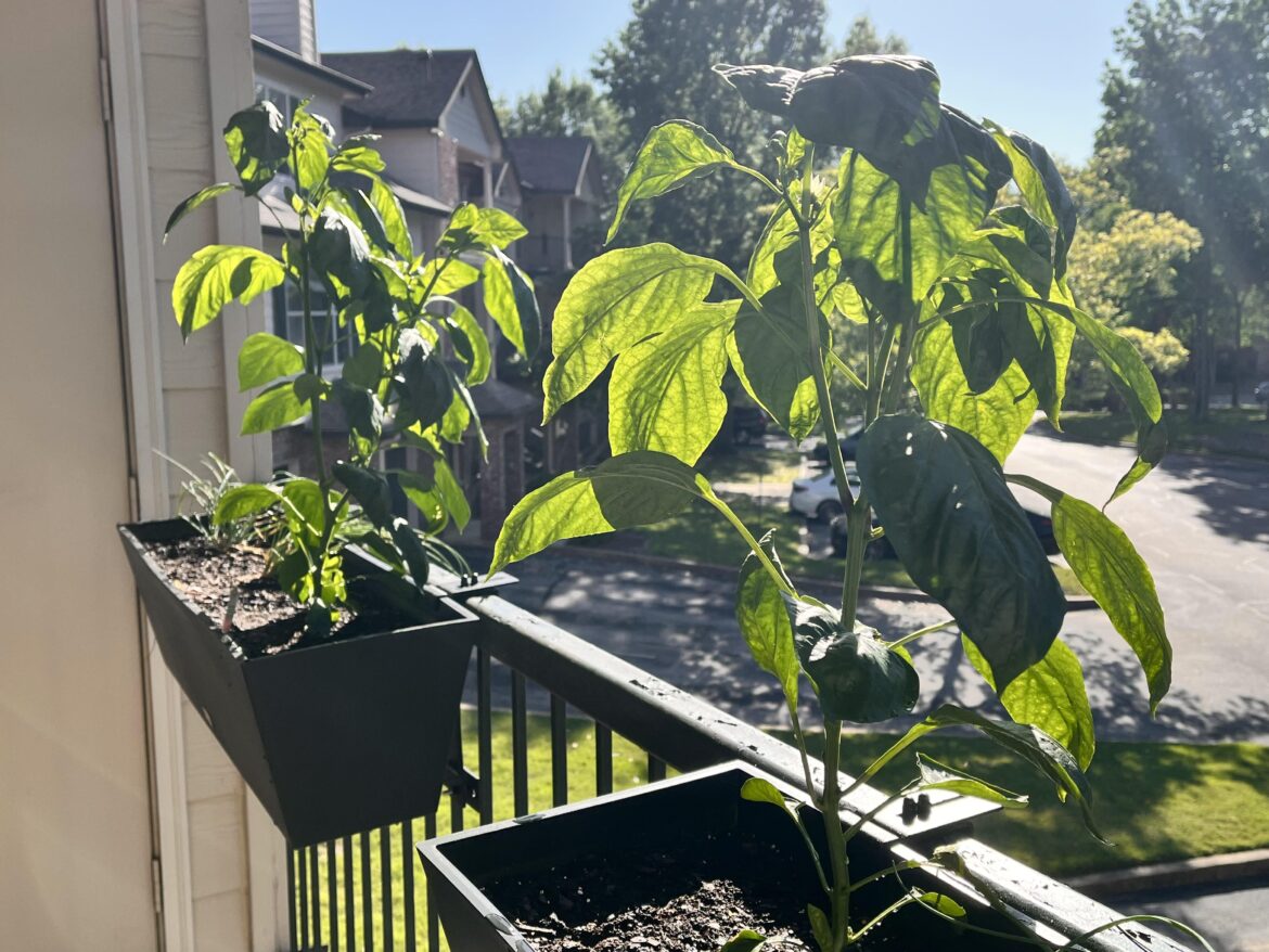 Looks like my red bell peppers are able to thrive on the patio after all! 🫑