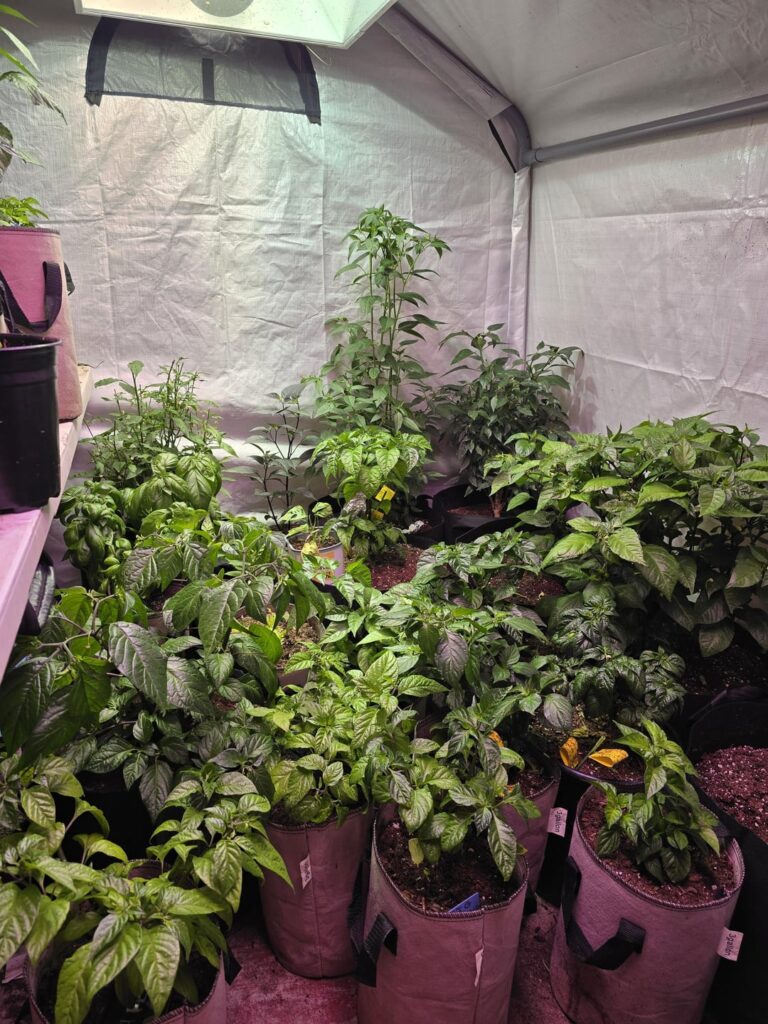 Should I keep him in the greenhouse or bring them outside?