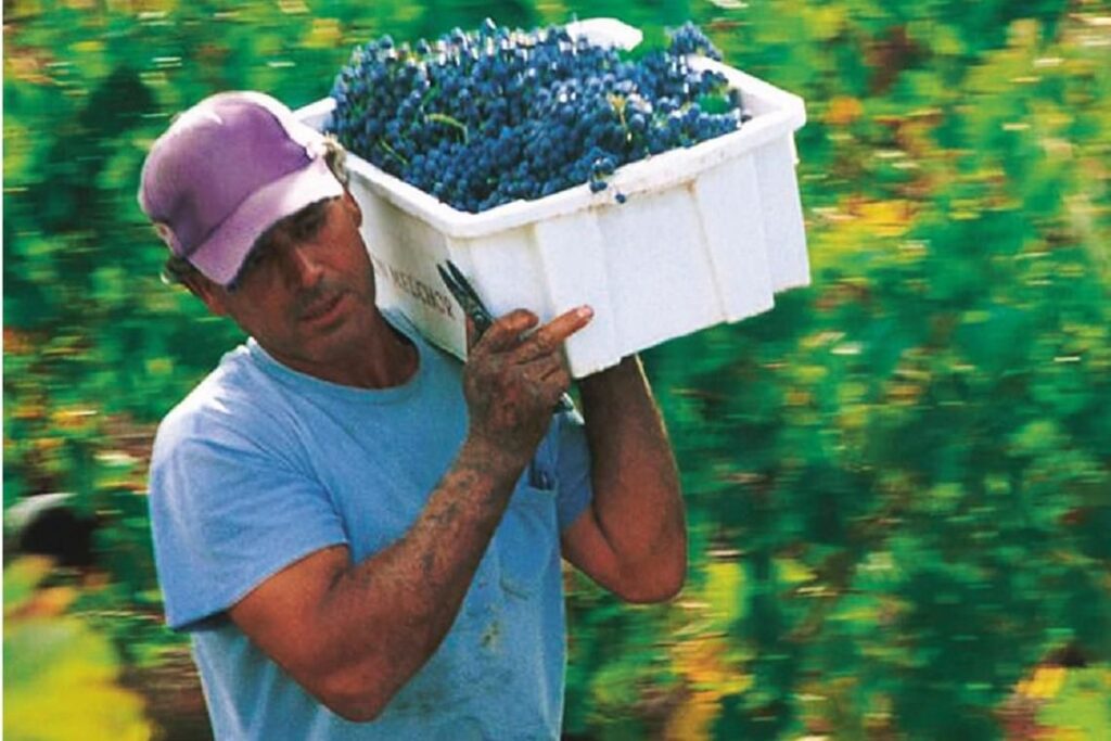 How Chilean wine Don Melchor rose against the odds to become a world-class wine - The Peak Magazine