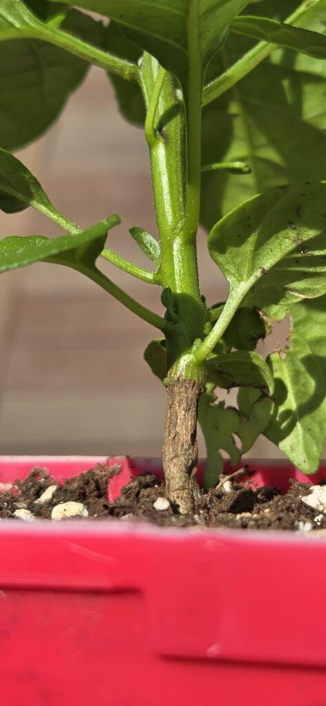 Does this Trinidad Scorpion pepper plant look okay?