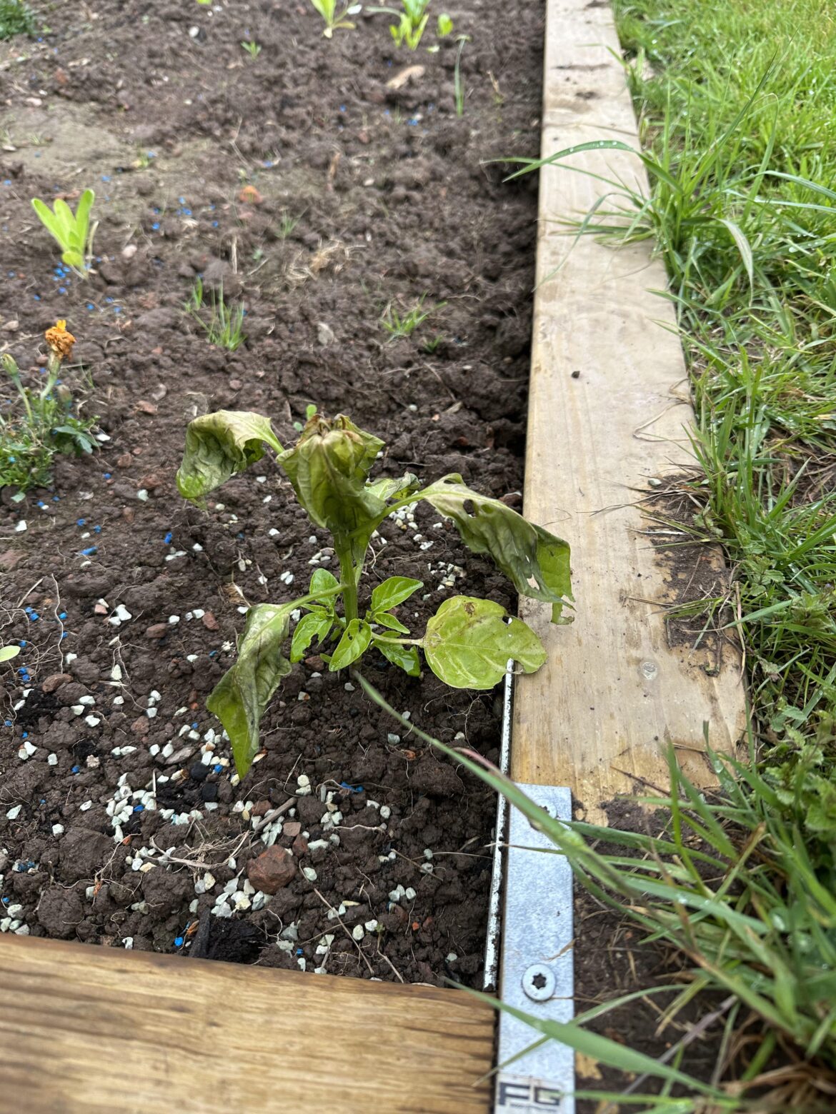 Who would’ve thought that end of may is still too early 🤡