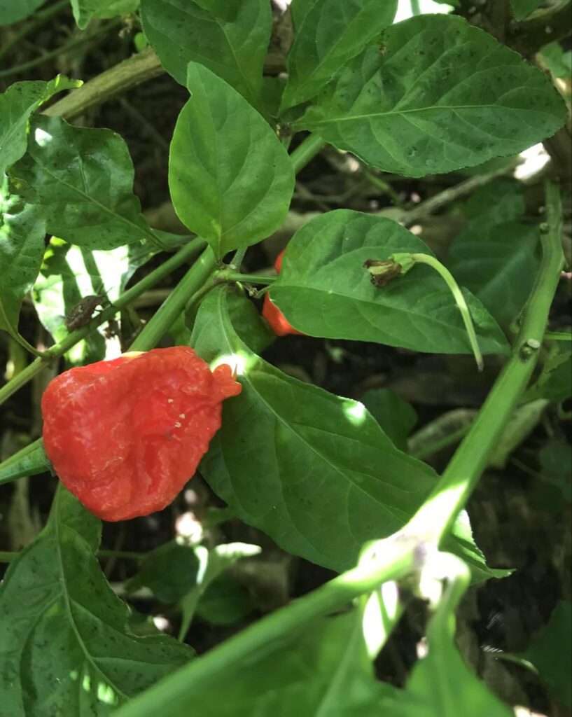is this ghost pepper or Carolina Reaper? I'm double checking because I've been putting in my spicy noodles and wanted to make sure, thanks :)