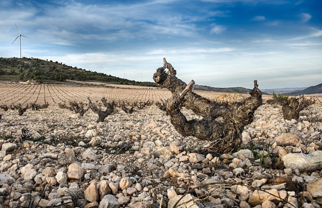 The land and the legacy: tasting Jumilla Monastrell with Paco Gil