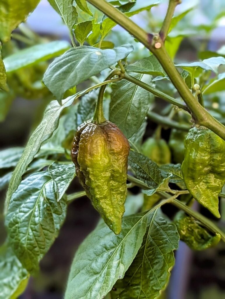 It's big, it's bumpy and it's ugly 🌶️