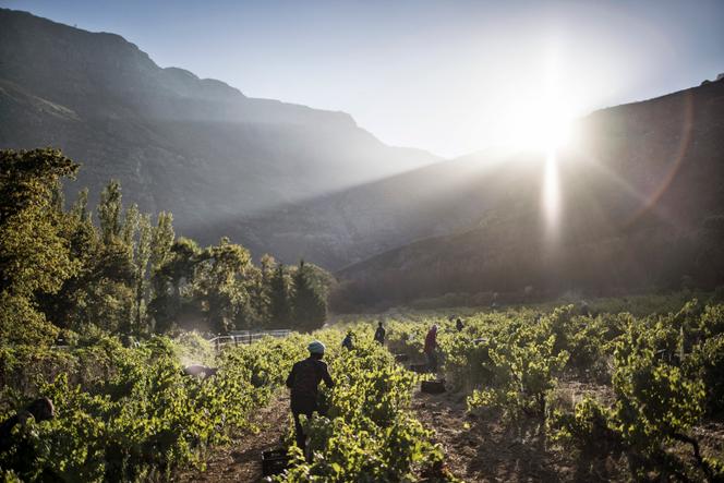 A vineyard in the Stellenbosch region of South Africa, February 2021.