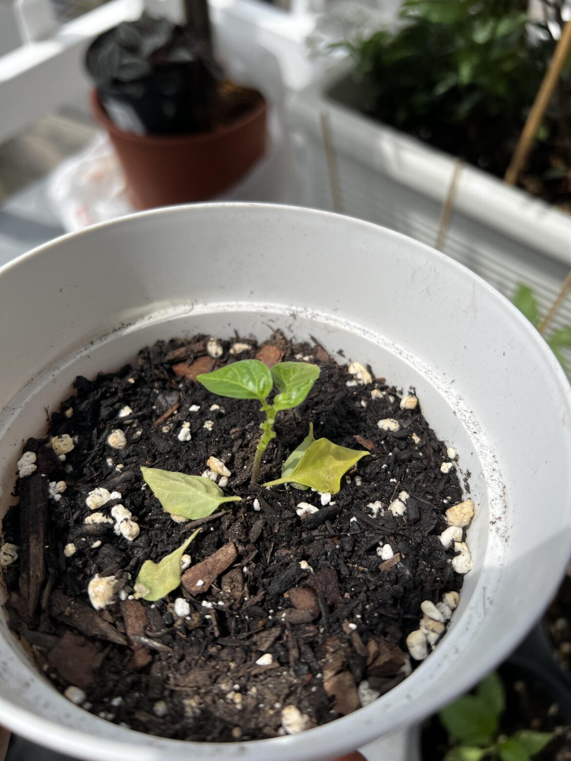 Why are my habaneros dropping leaves?