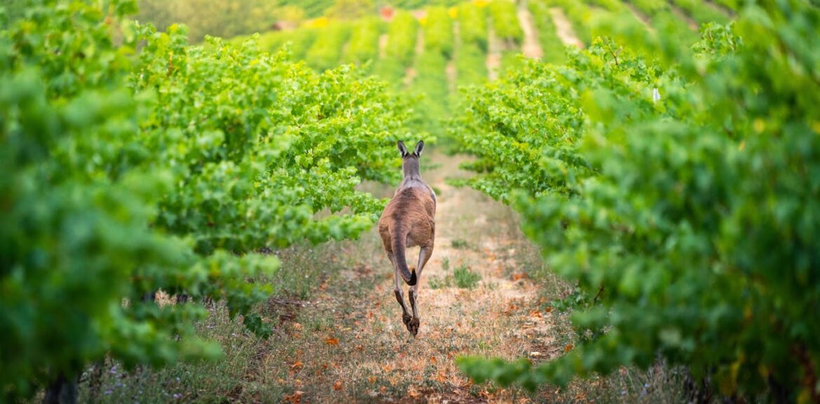 Wine is still Australia’s most popular alcoholic drink – but many producers face an uncertain future