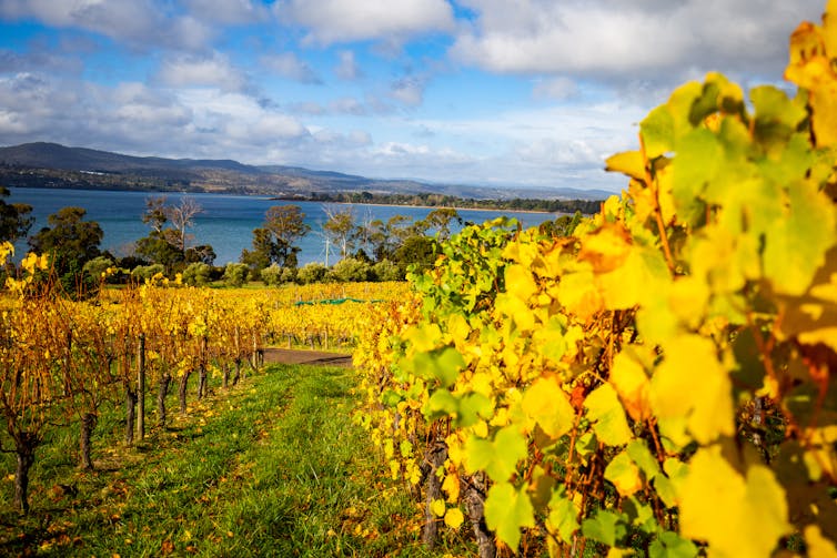 Vineyard in Tasmania
