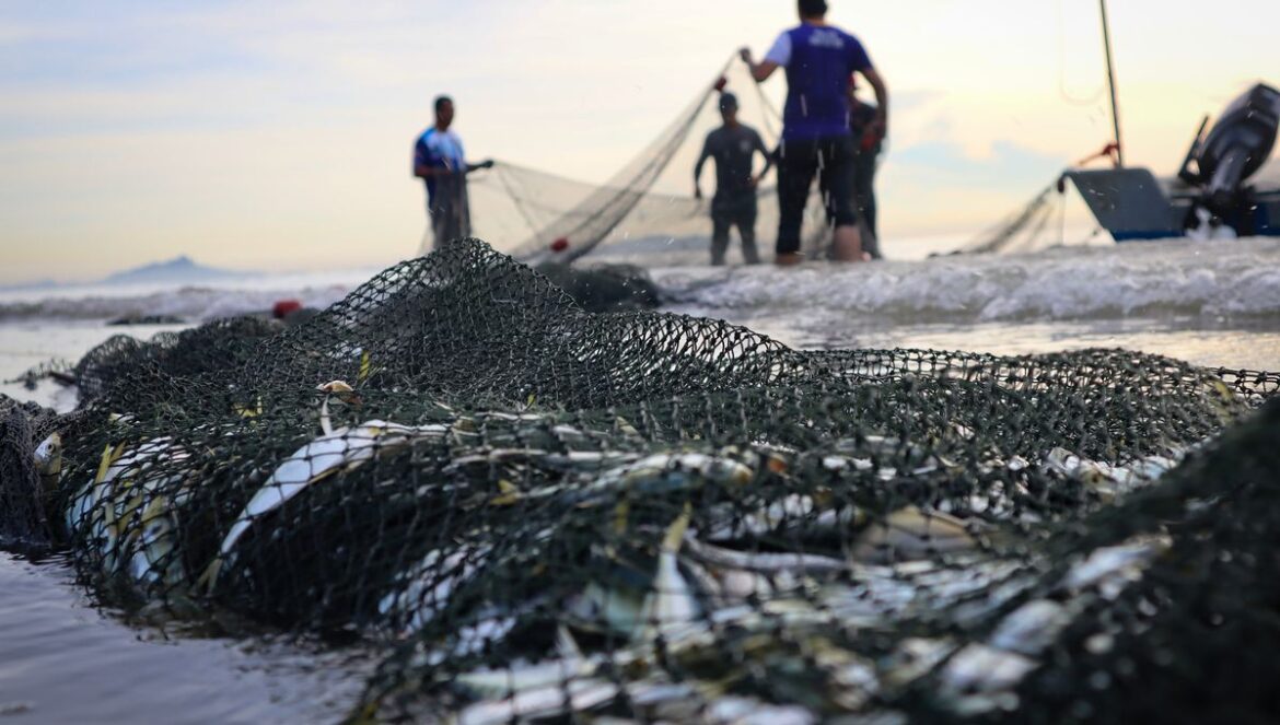 EU Has Already Run Out Of Fish For This Year, WWF Warns