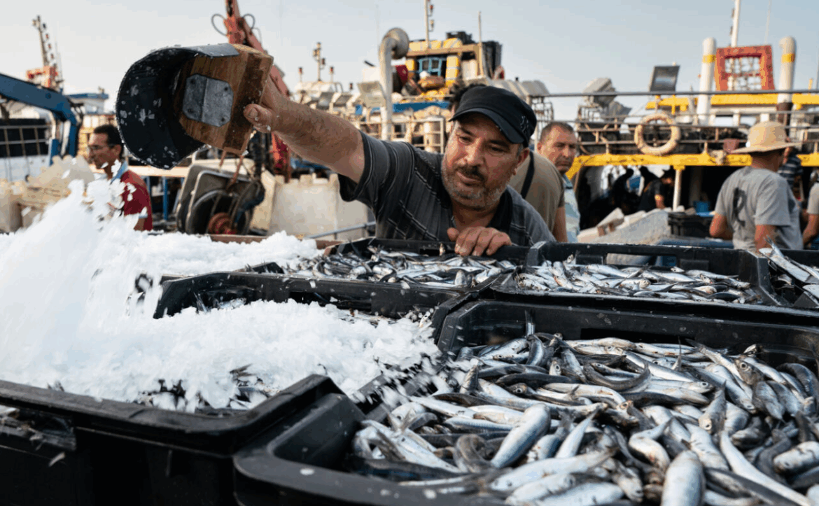 Overfishing in the Mediterranean and Black Sea falls to lowest level in a decade Overfishing in the Mediterranean and Black Sea falls to lowest level in a decade