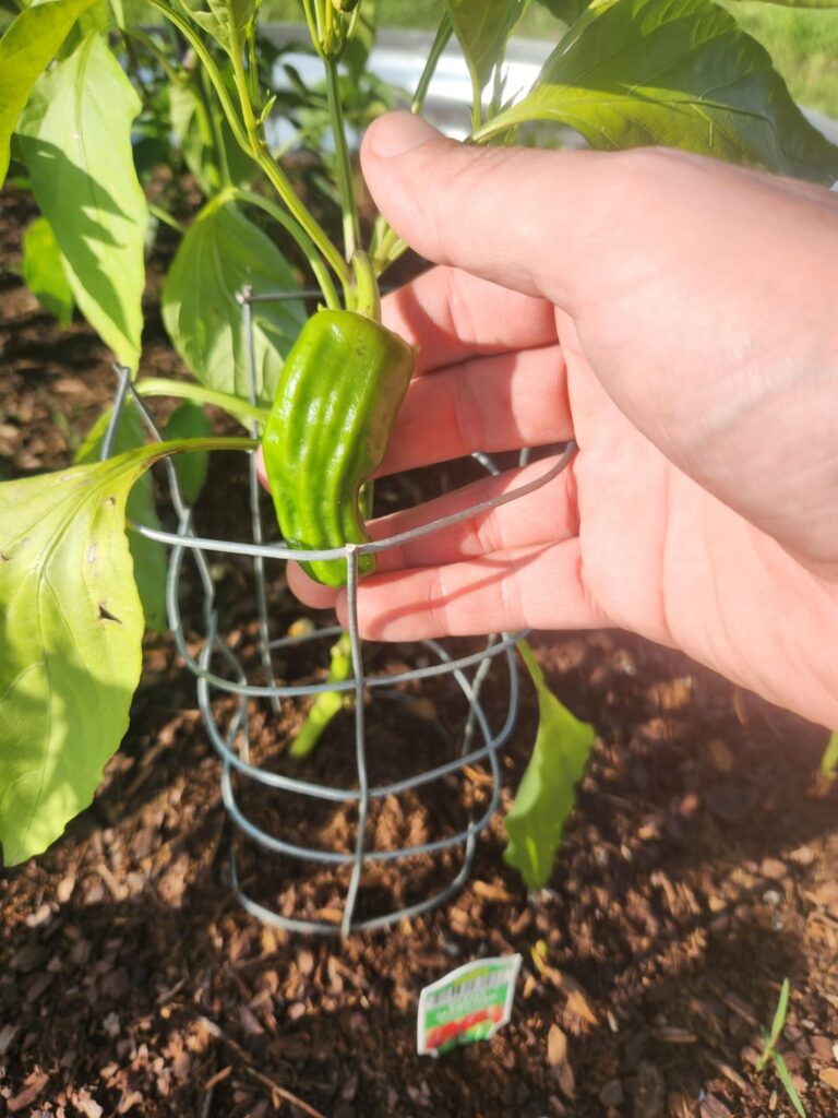 Peppers incoming