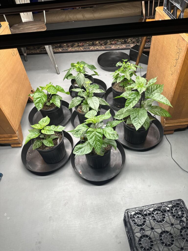 Can’t wait to put these into 5gal and get them outside