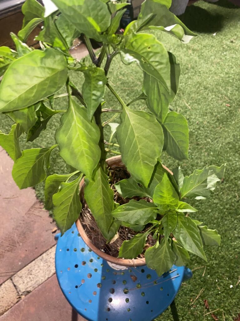 First time growing big Jim