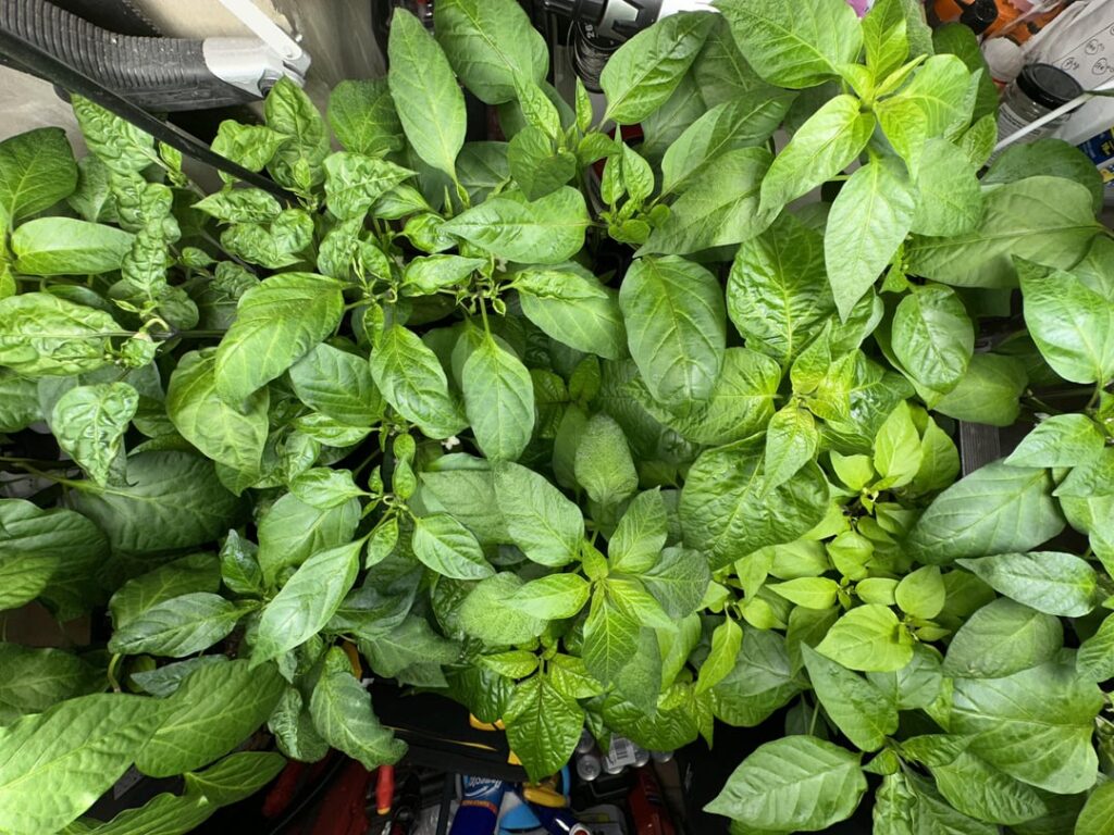 Think that it is time to move my peppers outside? 🙃