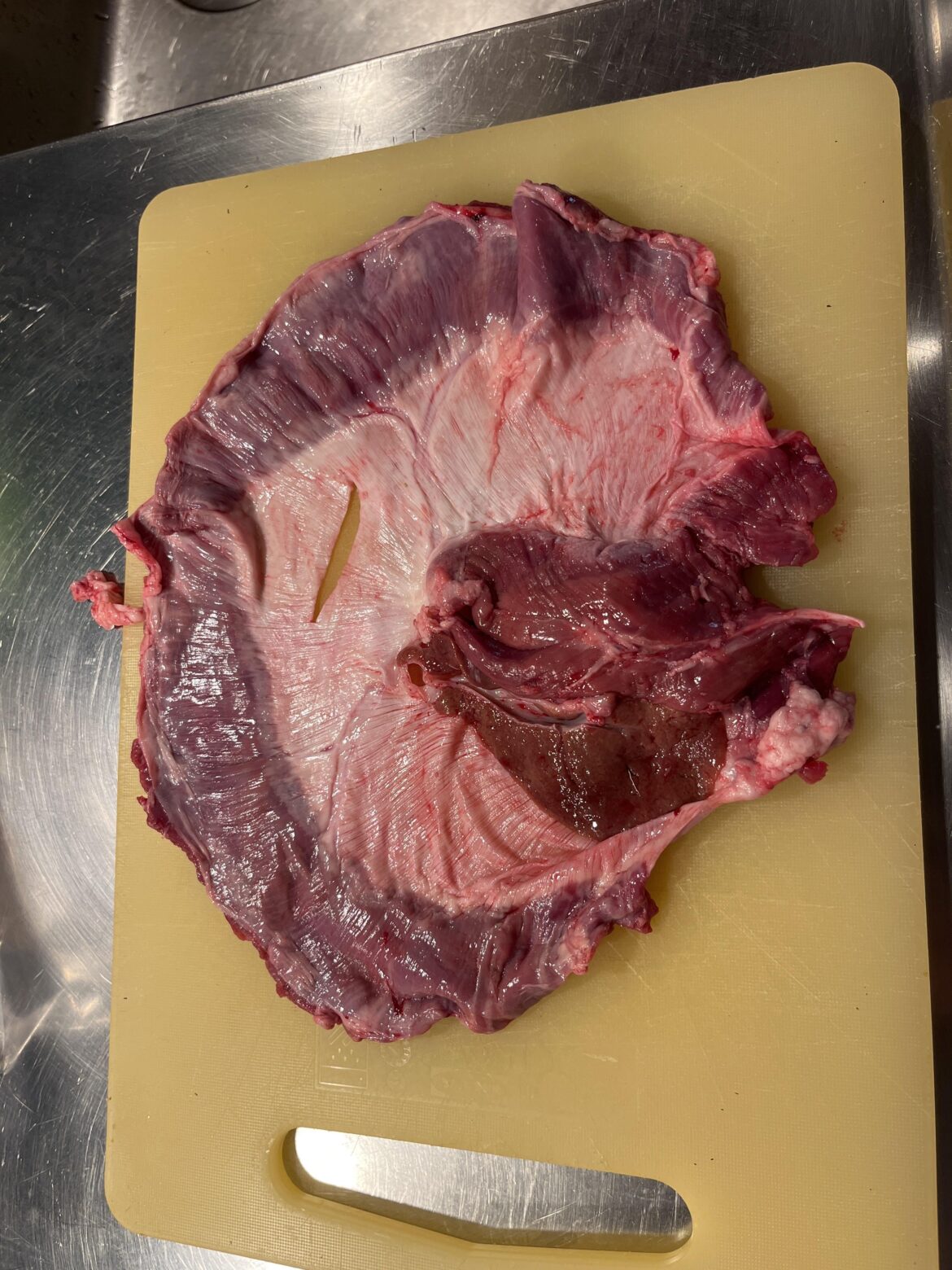 Help identifying- lamb diaphragm?