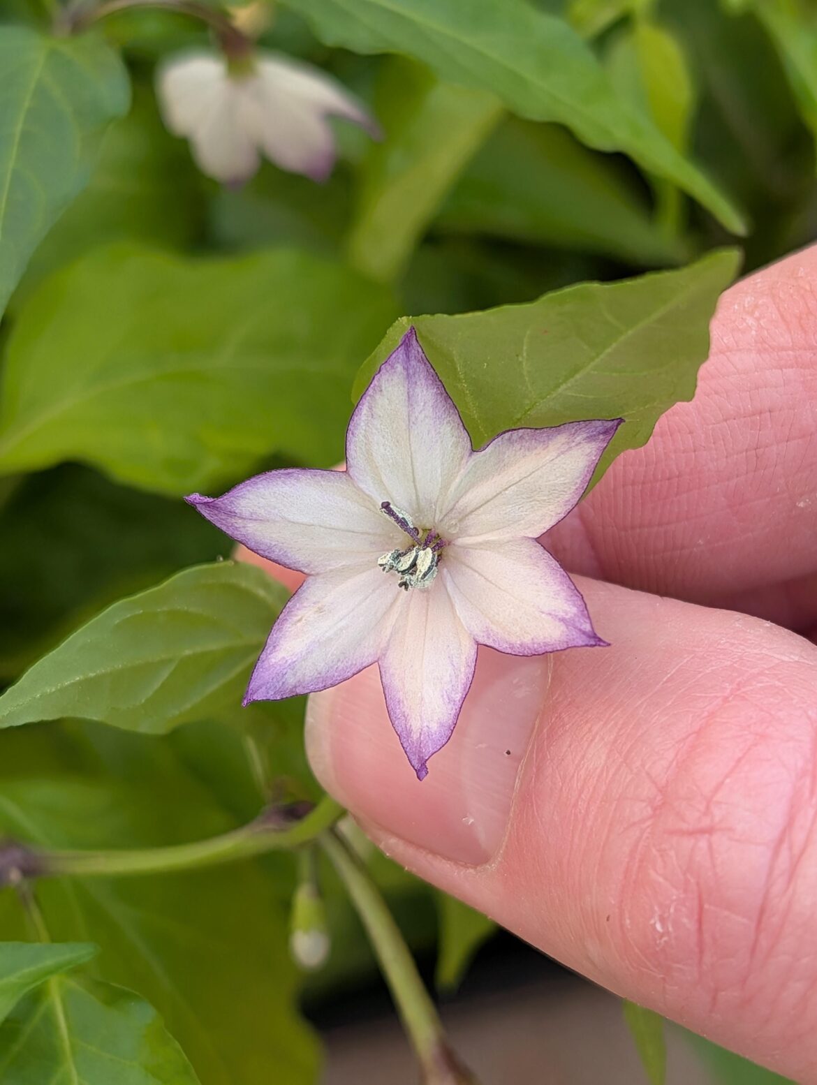 My Thai Dragon is flowering