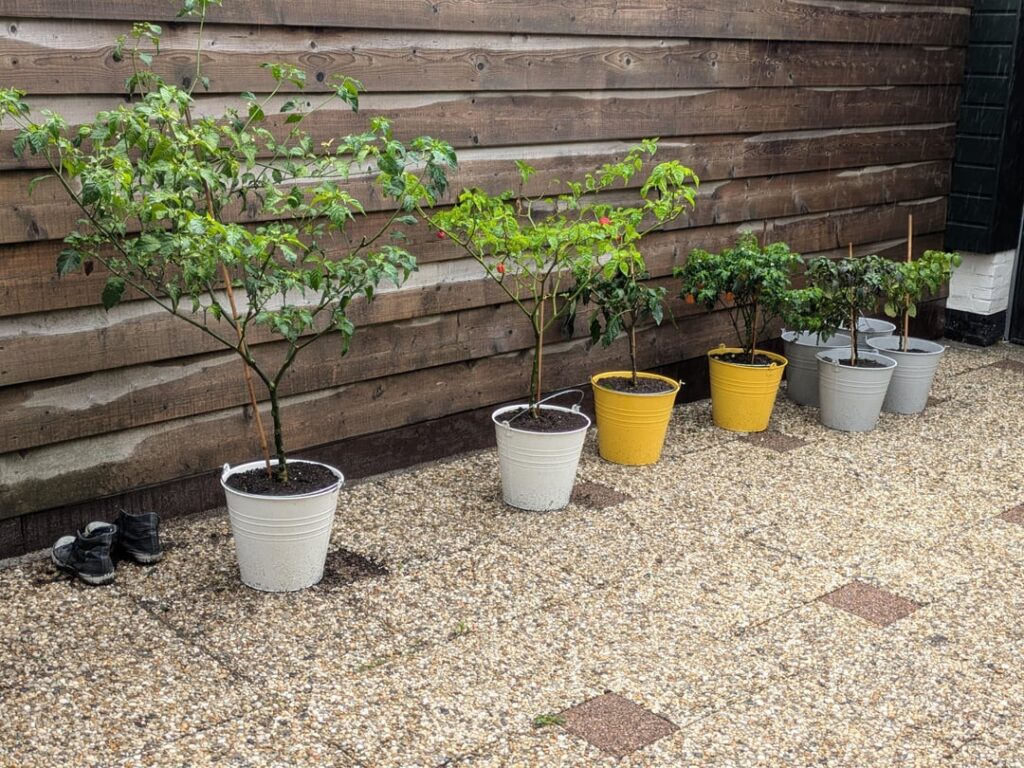 Time to move them outside Time to move them outside