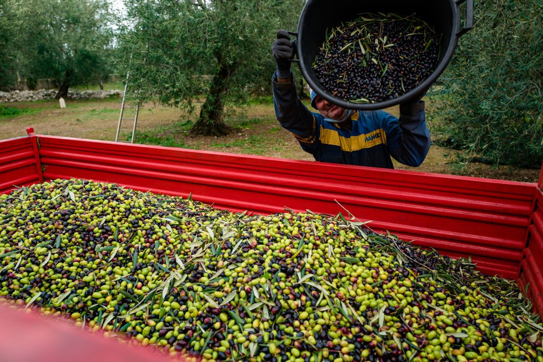 A worker pours harvested olives into the truck's silos to transport them to a mill in Molfetta, Italy, on December 2, 2020.